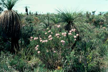 APII jpeg image of Isopogon divergens  © contact APII