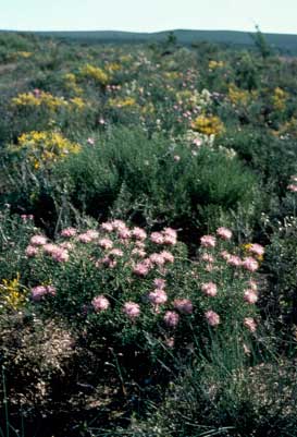 APII jpeg image of Isopogon dubius  © contact APII