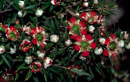 APII jpeg image of Leptospermum spectabile  © contact APII