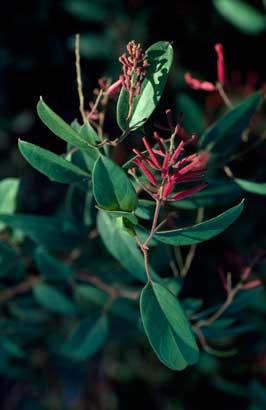 APII jpeg image of Grevillea rhyolitica subsp. rhyolitica  © contact APII