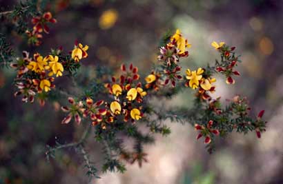 APII jpeg image of Pultenaea acerosa  © contact APII