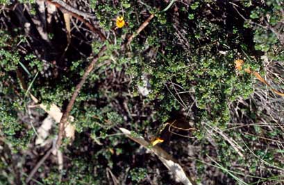 APII jpeg image of Pultenaea densifolia  © contact APII