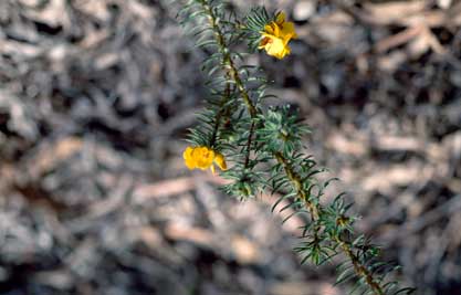 APII jpeg image of Pultenaea echinula  © contact APII