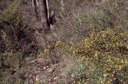 APII jpeg image of Pultenaea graveolens  © contact APII