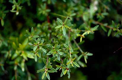 APII jpeg image of Pultenaea paleacea  © contact APII