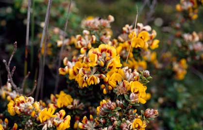 APII jpeg image of Pultenaea stricta  © contact APII