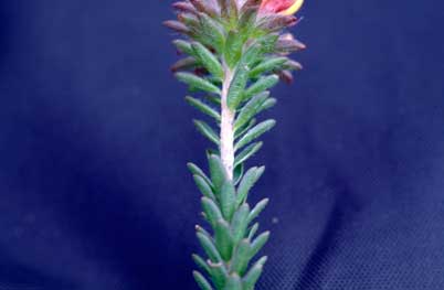 APII jpeg image of Pultenaea tuberculata  © contact APII