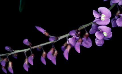 APII jpeg image of Hardenbergia comptoniana  © contact APII