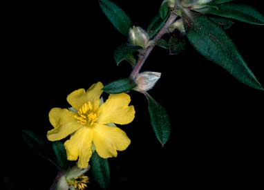 APII jpeg image of Hibbertia saligna  © contact APII