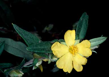 APII jpeg image of Hibbertia saligna  © contact APII