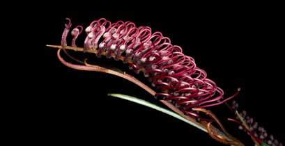 APII jpeg image of Grevillea aspleniifolia  © contact APII