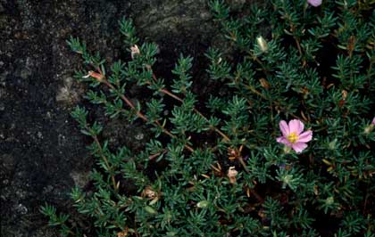 APII jpeg image of Frankenia pauciflora  © contact APII