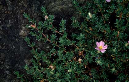 APII jpeg image of Frankenia pauciflora  © contact APII
