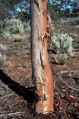 APII jpeg image of Eucalyptus optima  © contact APII