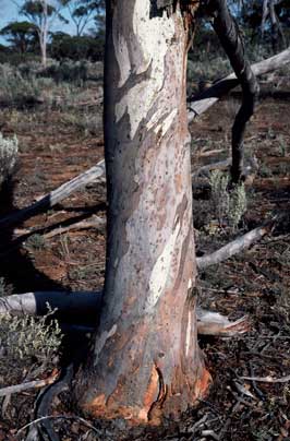 APII jpeg image of Eucalyptus optima  © contact APII