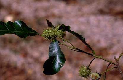 APII jpeg image of Sloanea woollsii  © contact APII