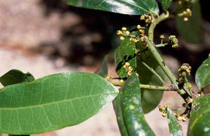 APII jpeg image of Wilkiea macrophylla  © contact APII