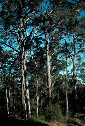 APII jpeg image of Eucalyptus cameronii,<br/>Eucalyptus longirostrata  © contact APII