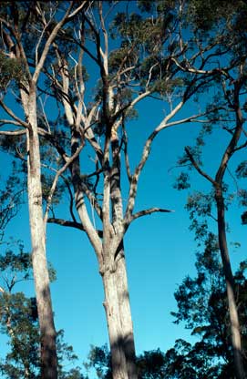 APII jpeg image of Eucalyptus cameronii  © contact APII