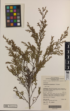 APII jpeg image of Leptospermum polyanthum  © contact APII