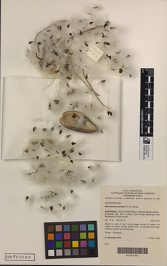 APII jpeg image of Leichhardtia australis  © contact APII