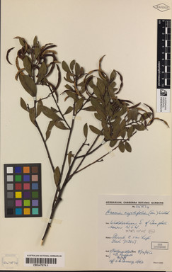 APII jpeg image of Acacia myrtifolia  © contact APII
