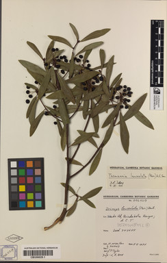 APII jpeg image of Tasmannia lanceolata  © contact APII