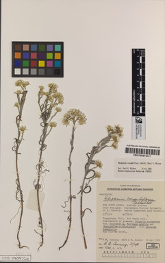 APII jpeg image of Rhodanthe corymbiflora  © contact APII