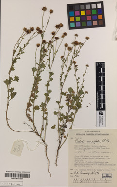 APII jpeg image of Calotis cuneifolia  © contact APII