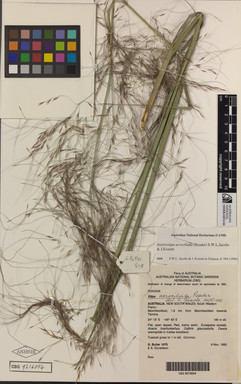 APII jpeg image of Austrostipa acrociliata  © contact APII