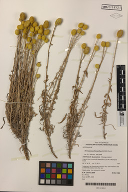 APII jpeg image of Pycnosorus chrysanthus  © contact APII