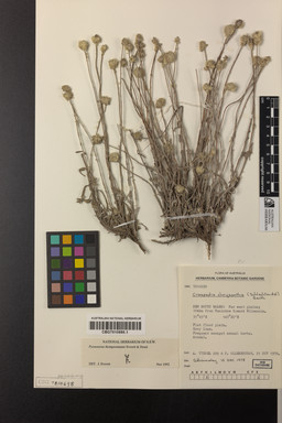 APII jpeg image of Pycnosorus thompsonianus  © contact APII
