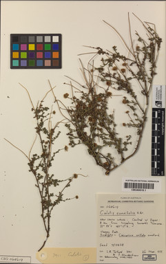 APII jpeg image of Calotis cuneifolia  © contact APII