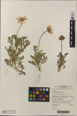 APII jpeg image of Erodiophyllum elderi  © contact APII