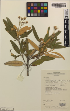 APII jpeg image of Olearia megalophylla  © contact APII