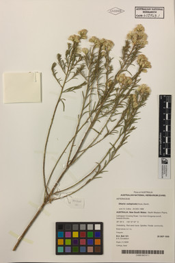 APII jpeg image of Olearia subspicata  © contact APII