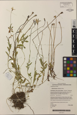APII jpeg image of Wahlenbergia ceracea  © contact APII