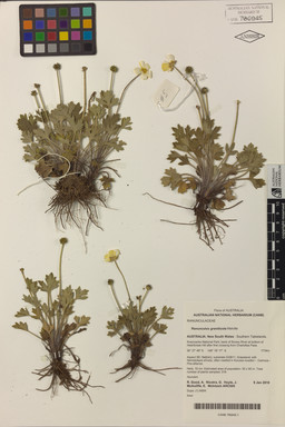 APII jpeg image of Ranunculus graniticola  © contact APII