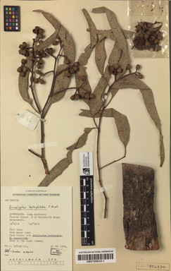 APII jpeg image of Eucalyptus leptophleba  © contact APII