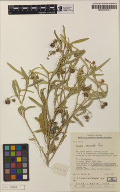 APII jpeg image of Solanum esuriale  © contact APII