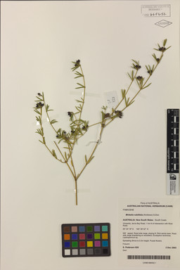 APII jpeg image of Mirbelia rubiifolia  © contact APII
