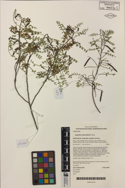 APII jpeg image of Indigofera adesmiifolia  © contact APII