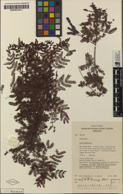 APII jpeg image of Acacia pubescens  © contact APII