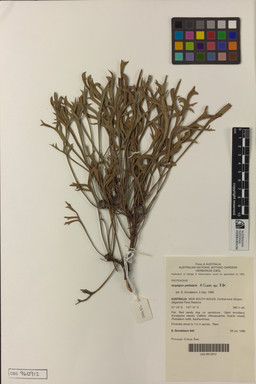 APII jpeg image of Isopogon petiolaris  © contact APII