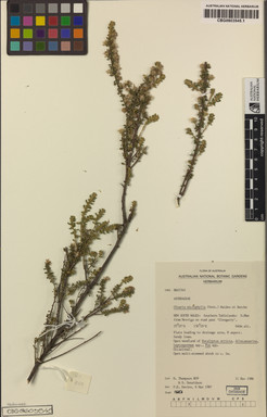APII jpeg image of Olearia microphylla  © contact APII