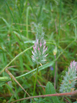 APII jpeg image of Trifolium angustifolium var. angustifolium  © contact APII