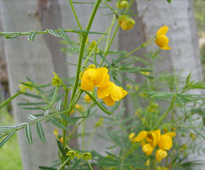 APII jpeg image of Senna aciphylla  © contact APII