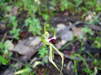 APII jpeg image of Caladenia tentaculata  © contact APII