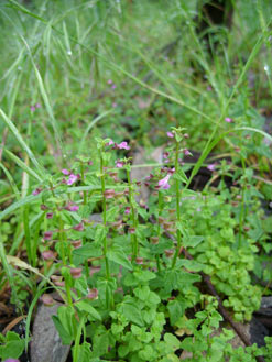 APII jpeg image of Scutellaria humilis  © contact APII