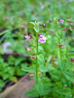 APII jpeg image of Scutellaria humilis  © contact APII